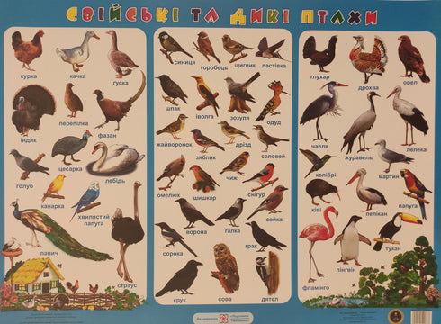 Poster. Huishoud- en wilde vogels