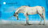 Fantastic Beasts and Where to Find Them. Large Illustrated Edition - 9786175851432