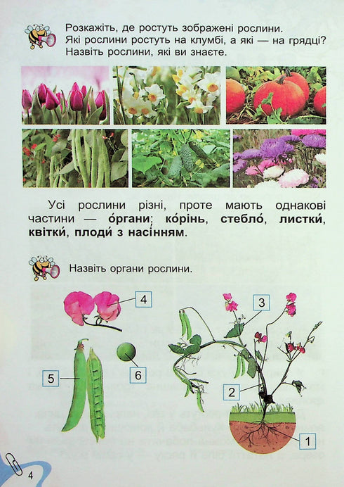 J'explore le monde. Manuel pour la 1ère année Ch2 2023 (NUSH) - 9789661109246