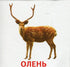Animaux et oiseaux d'Ukraine