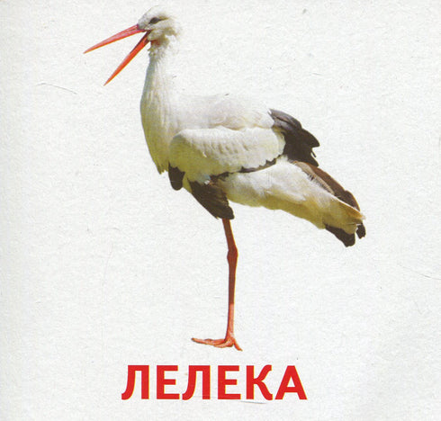 Animaux et oiseaux d'Ukraine