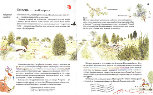 Expédition avec la fourmi Sophie. Explorons la nature qui nous entoure.